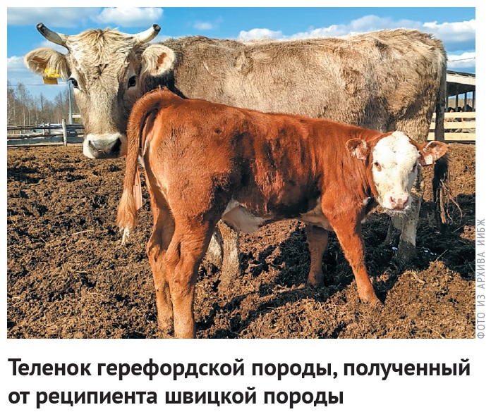 Герефорды из Брянской области: российские ученые заявили об успехах в  селекции скота | Ветеринария и жизнь
