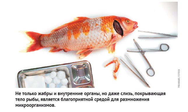 Доклад по теме Если рыбы не размножаются