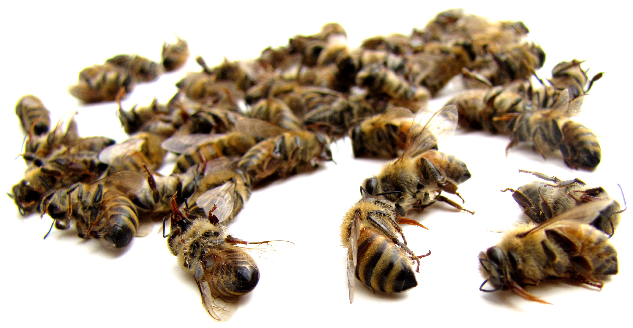 Почему в России ежегодно гибнут тысячи пчелосемей