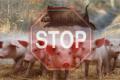 Африканская чума свиней на территории Украины