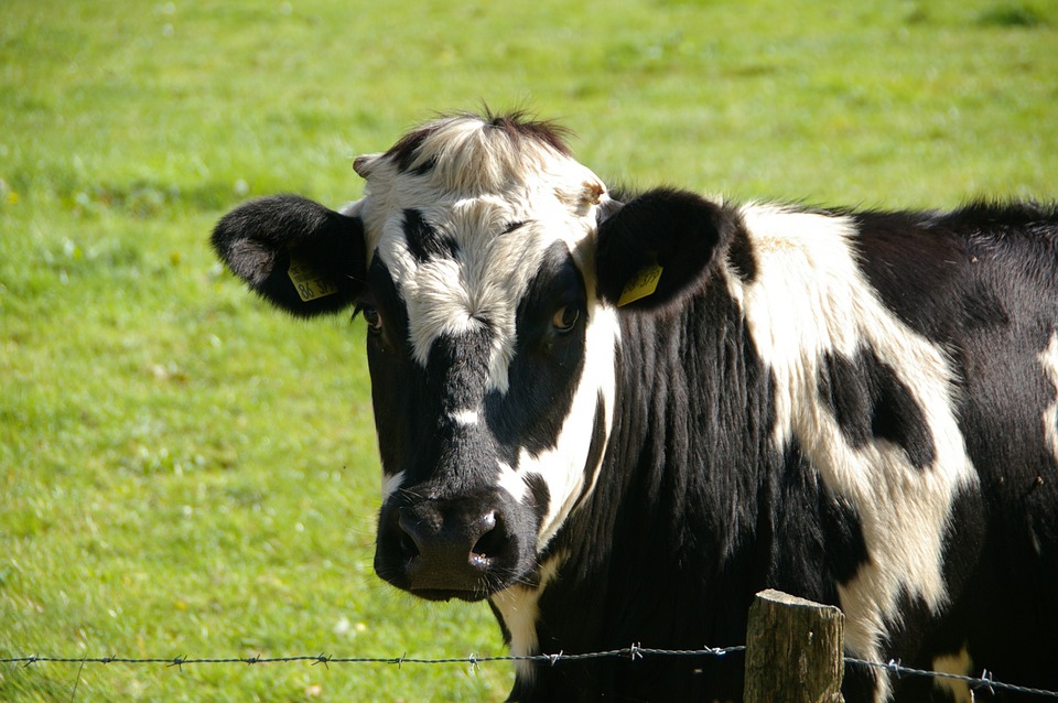Как в России увеличить поголовье коров специализированных мясных пород