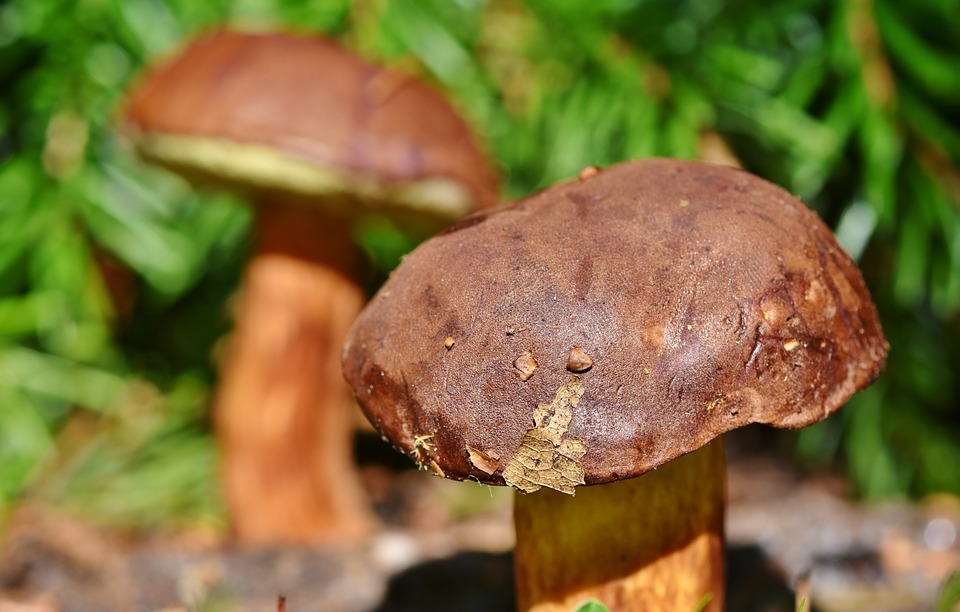 Россельхознадзор: проверяйте грибы на радиацию