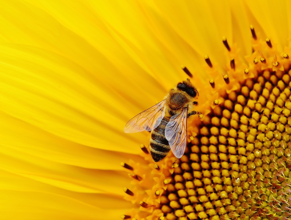 Минсельхоз назвал причины гибели пчел
