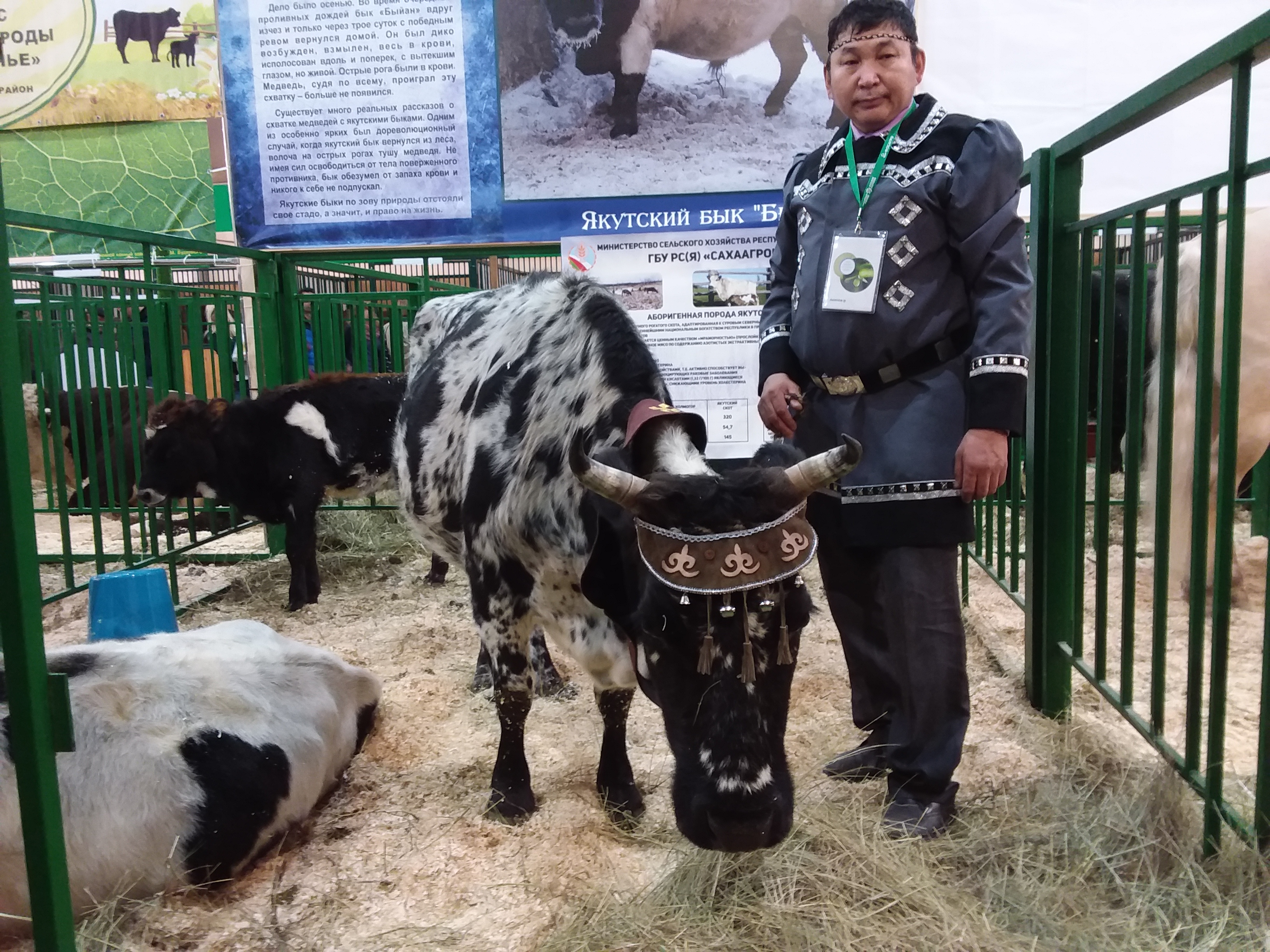 Якутских коров внесут в резервный генофонд человечества