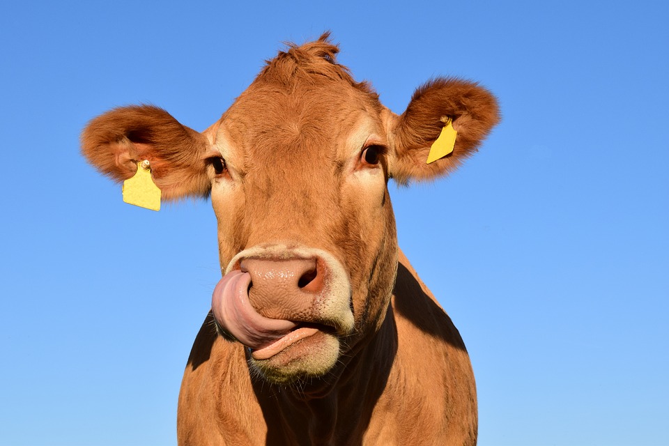 «Цифровые» коровы дают больше молока