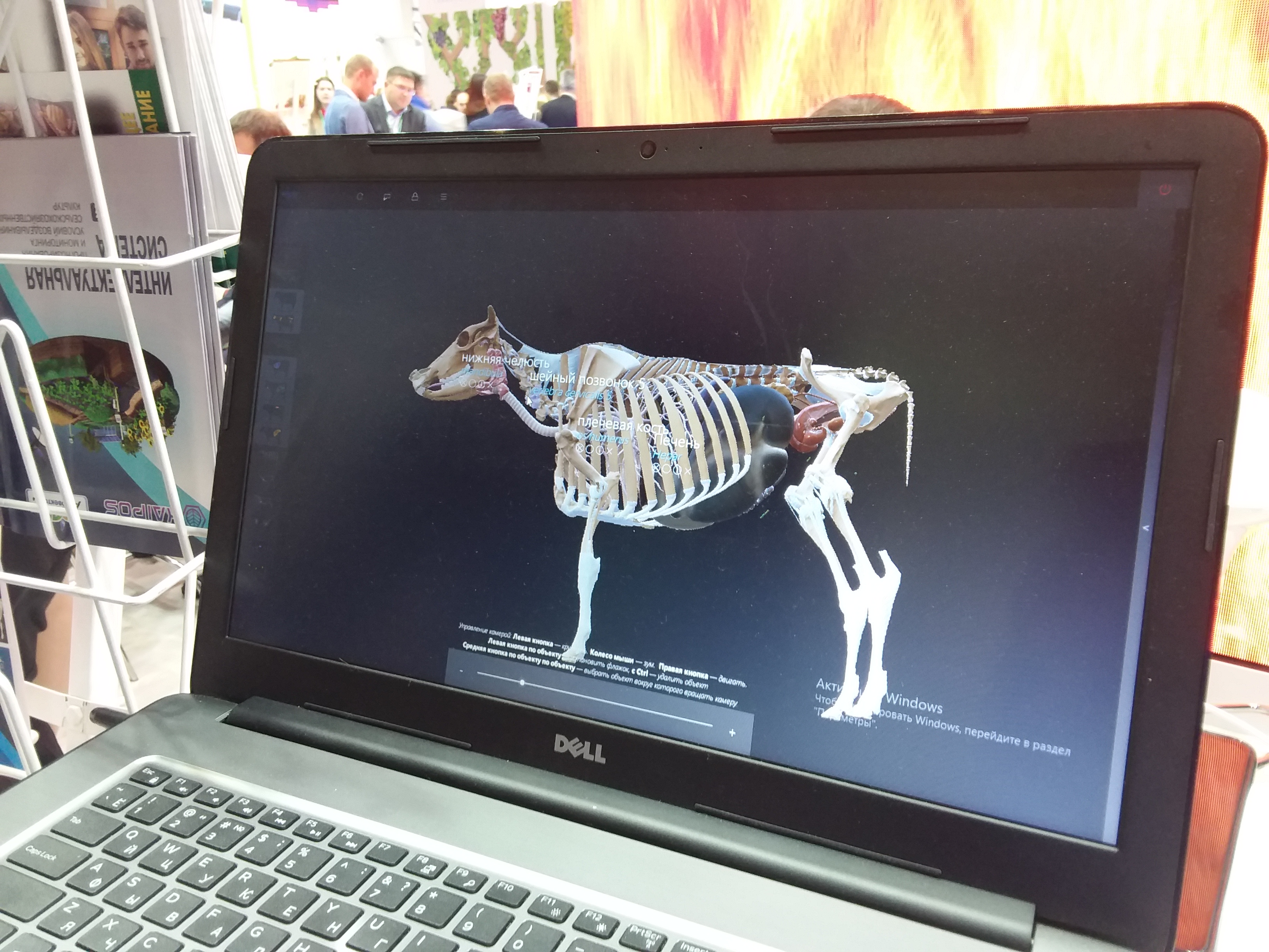 Первая в мире «цифровая» корова разработана в России