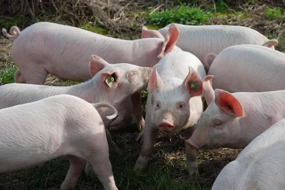 Какие вакцины защитят от убытков свиноводов