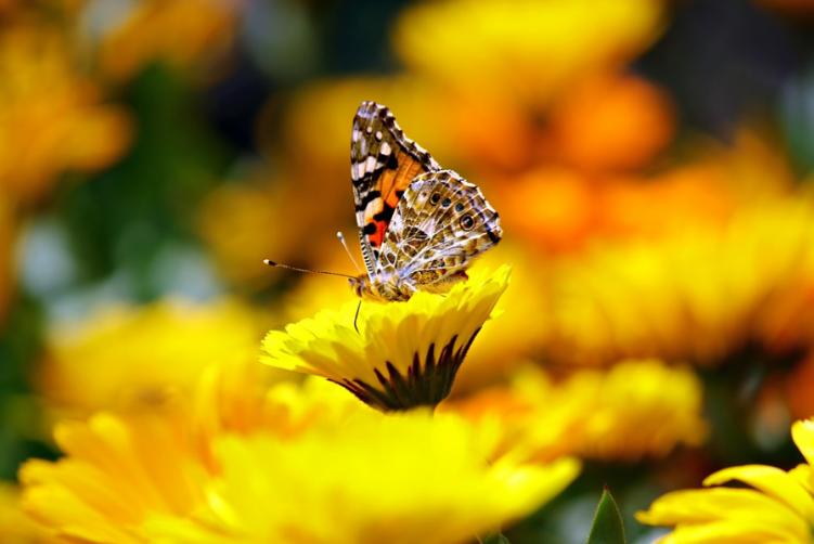 Ученые назвали причины исчезновения насекомых в Германии