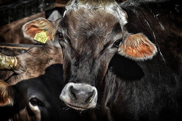 Корову породы черный ангус продали по рекордной цене в Канаде