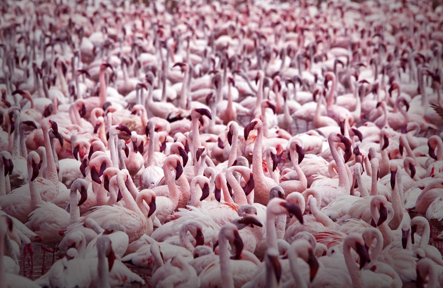 Птичий налет: европейские фермеры требуют компенсаций за ущерб от фламинго