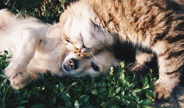 Названы самые популярные породы собак и кошек в 2019 году
