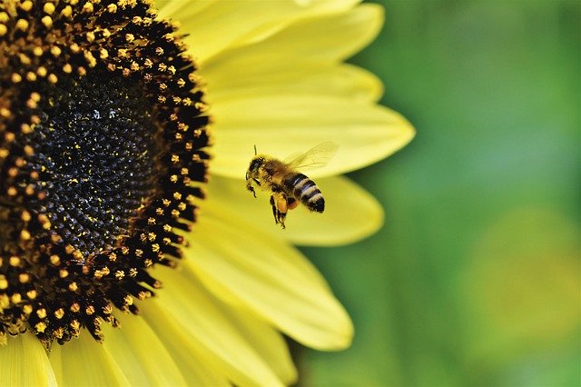 Какую породу пчел рекомендуют начинающим пасечникам