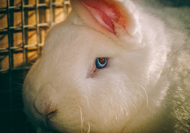 Российские селекционеры вывели быстро набирающих вес кроликов
