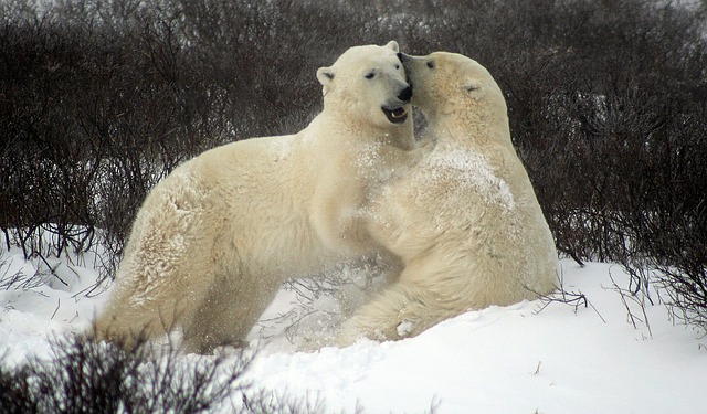 «Роддом» для белых медведей возьмут под защиту государства
