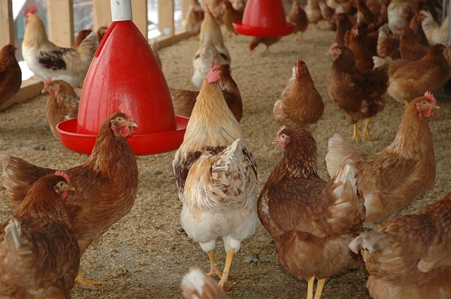 Ученые рассказали об эффективной профилактике микоплазмозов у птиц без антибиотиков