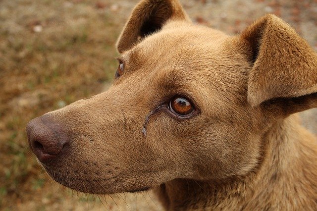 В России ситуация с передающимся от собак эхинококкозом признана неблагополучной