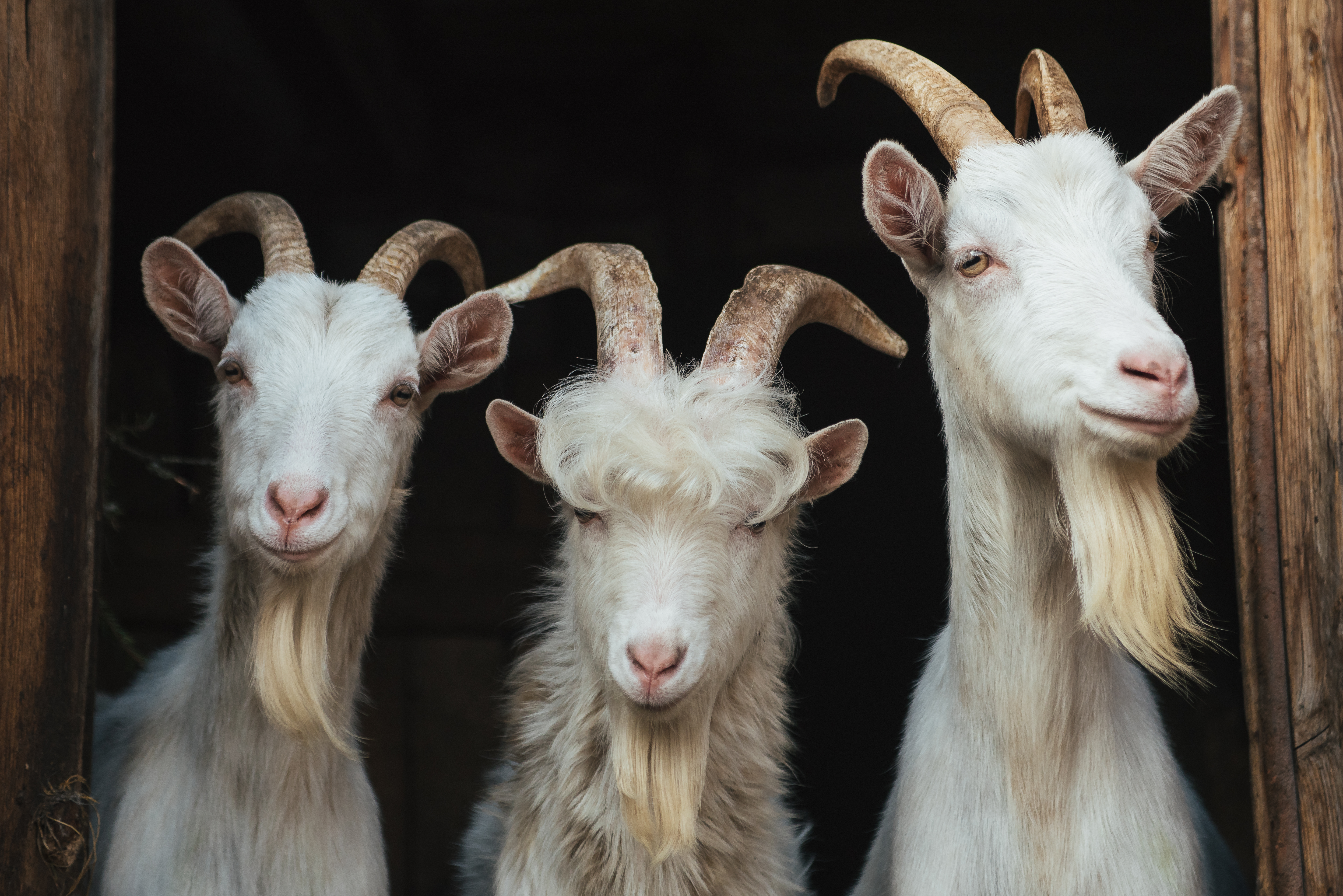 О рожках и ножках: как защитить от болезней поголовье коз