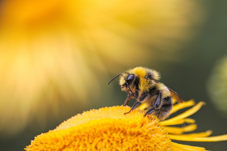 Пчеловодов призывают легализоваться