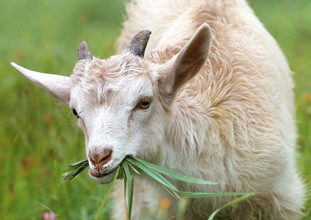 Как избежать осложнений после вакцинации коз от сибирской язвы