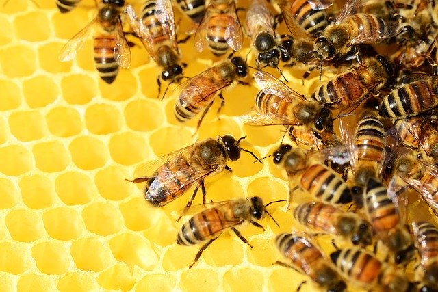 Российских пчеловодов внесут в единый реестр