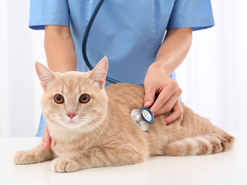 Ученые прокомментировали заражение кошки коронавирусом в Бельгии |  Ветеринария и жизнь