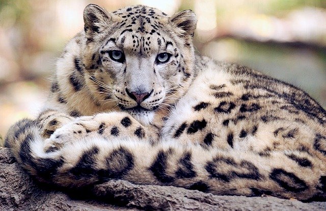 В Татарстане откроют первый в стране центр по изучению редких видов кошачьих
