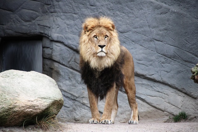 В США обнаружен лев с положительным тестом на коронавирус