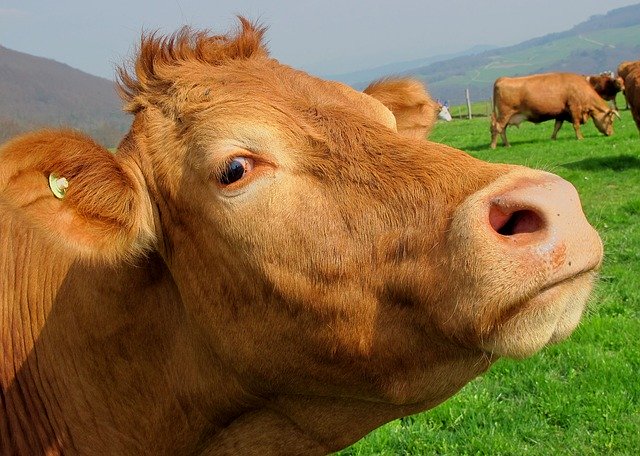 Как повысить процент зачатий у продуктивных коров