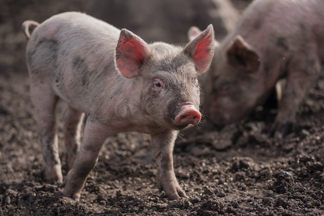 В Европе выявили 500 новых очагов африканской чумы свиней