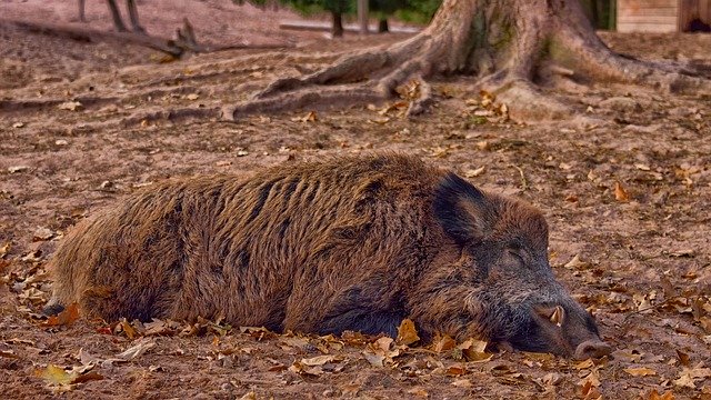 В МЭБ сообщили о новых очагах африканской чумы свиней