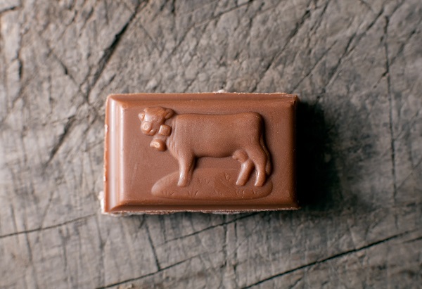 В Нидерландах фермеры кормят коров шоколадом