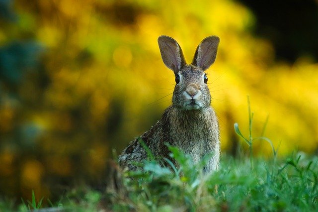 В МЭБ сообщили о новых очагах геморрагической болезни кроликов