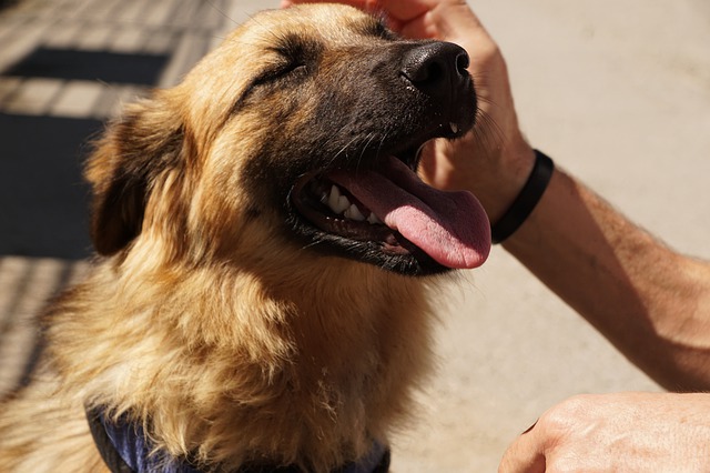 Мэр Москвы разрешил волонтерам посещать приюты для животных