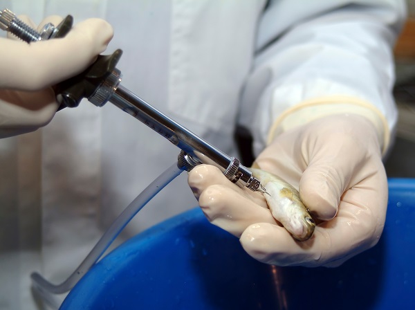 Скользкий пациент: российским рыбоводам нужны новые вакцины