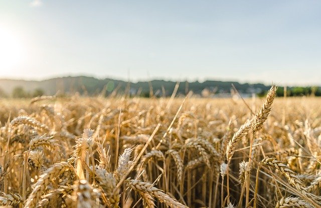 Гидрометцентр: как повлияет жаркое лето на урожай в 2020 году