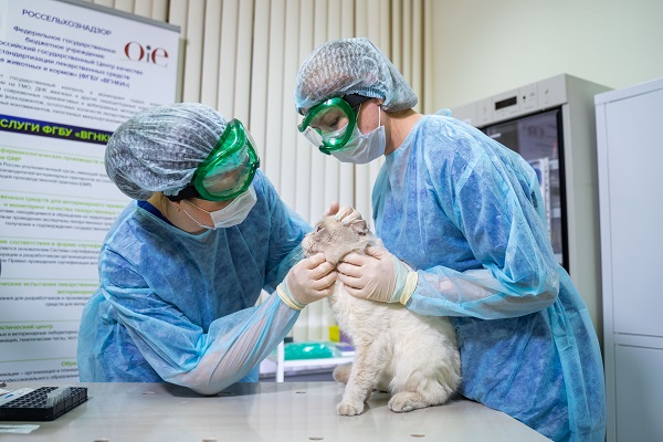 В России первую кошку с коронавирусом поместили на карантин