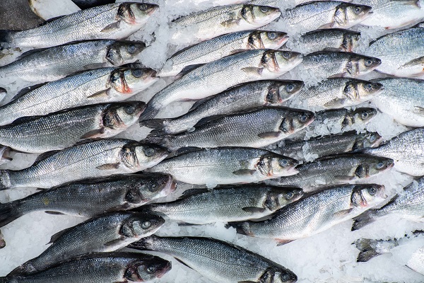 Как не заразиться паразитами при употреблении рыбы – пять правил |  Ветеринария и жизнь