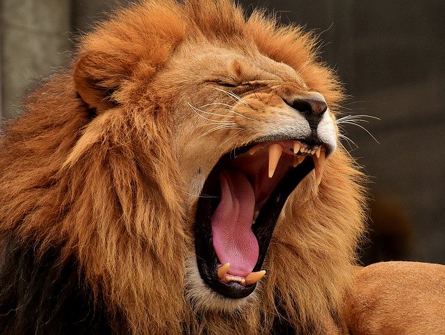 Цирковых львов в России протестировали на коронавирус