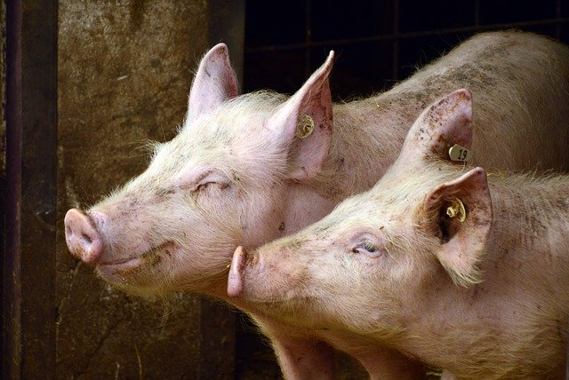 СМИ: в Нигерии из-за АЧС уничтожили около миллиона свиней