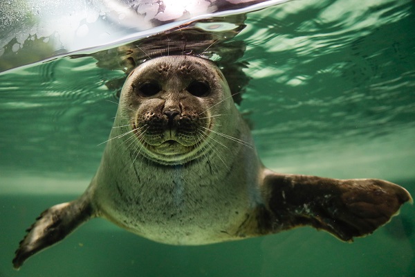 Настоящий тюлень: о чем говорит состояние здоровья байкальской нерпы