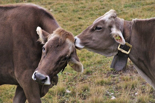 Почему важно диагностировать заразный узелковый (нодулярный) дерматит крупного рогатого скота