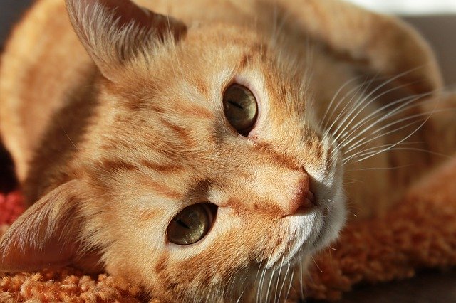 Великобритания впервые сообщила в МЭБ о выявлении COVID-19 у домашней кошки