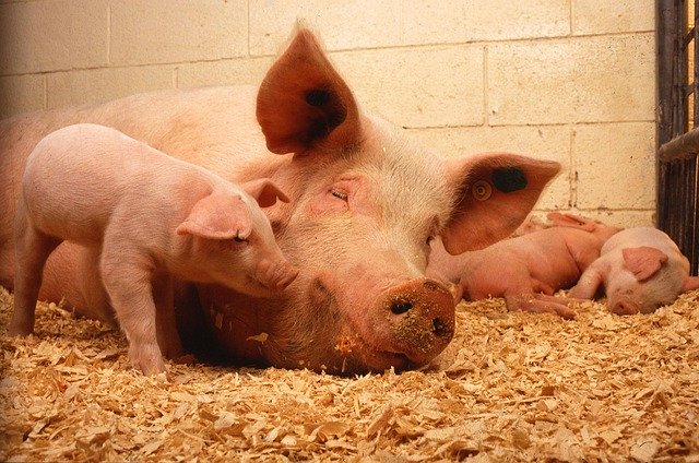 Минсельхоз предлагает обновить ветправила по содержанию свиней