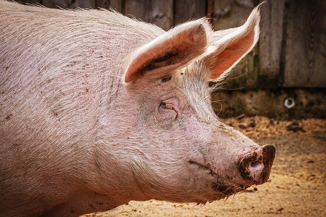 Африканская чума свиней охватила шесть штатов Нигерии