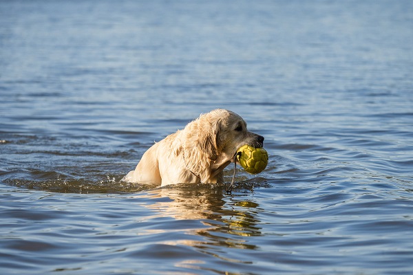 Правила безопасного отдыха с собакой на водоемах
