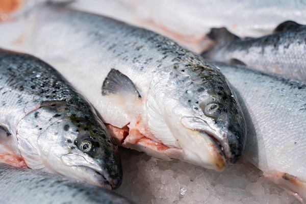 На Дальнем Востоке запретили ловить лососей ставными неводами и плавными сетями