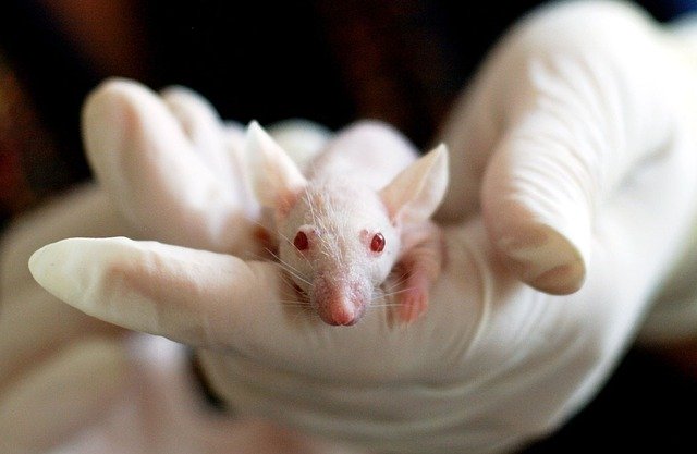 Вакцину от нового коронавируса протестируют на трансгенных мышах