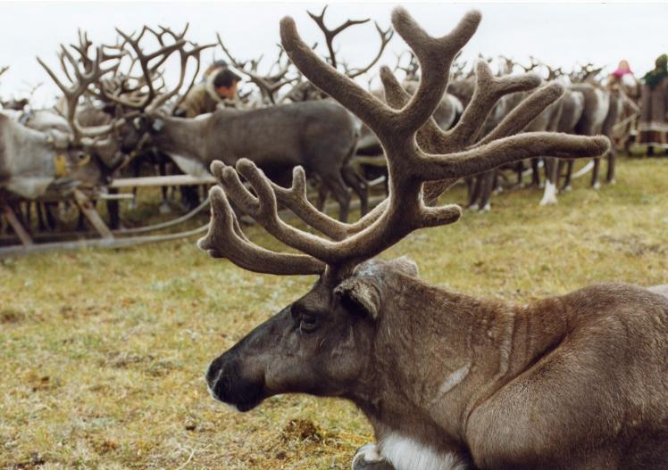 Как маркируют оленей в Ямало-Ненецком автономном округе
