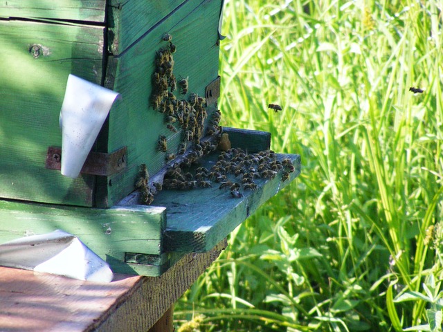 Как пчеловоду правильно оформить документы для продажи меда