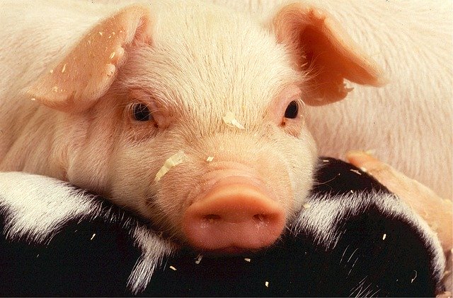 Новые ветправила для предупреждения синдрома «синего уха» у свиней  разработали в Минсельхозе | Ветеринария и жизнь